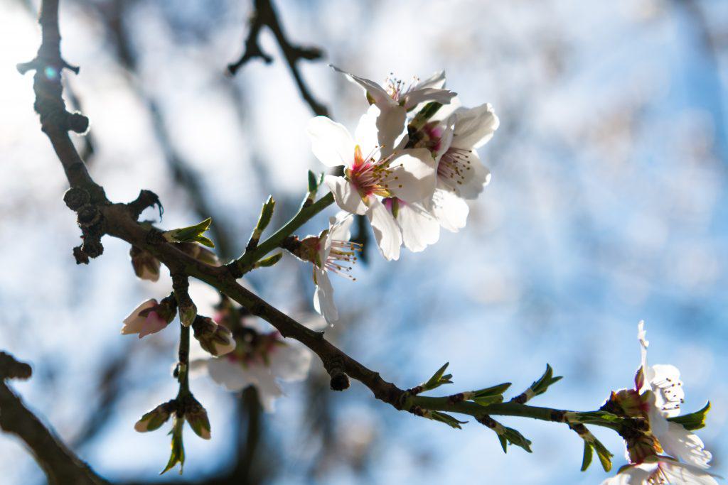 Almond Orchard in Bloom