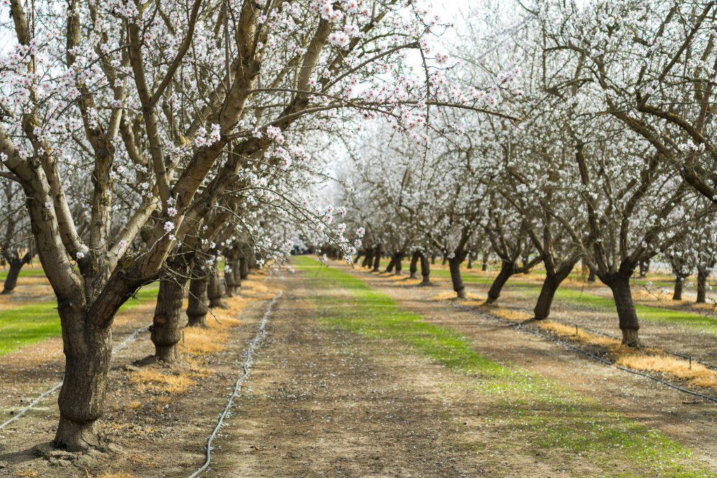 Drip Irrigation Almond Orchard