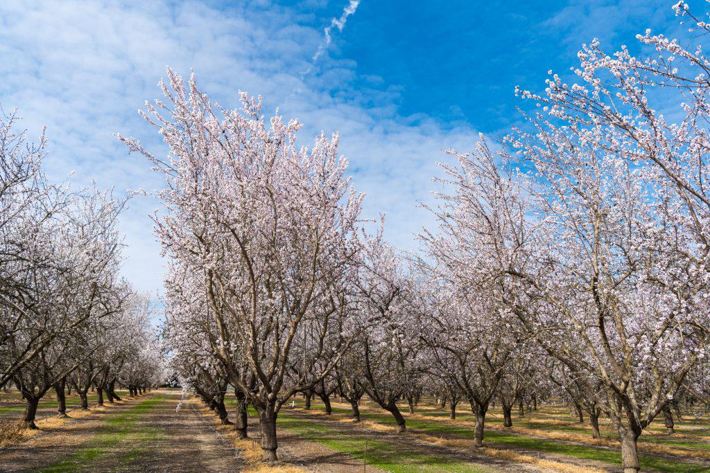 Almond Orchard in Bloom