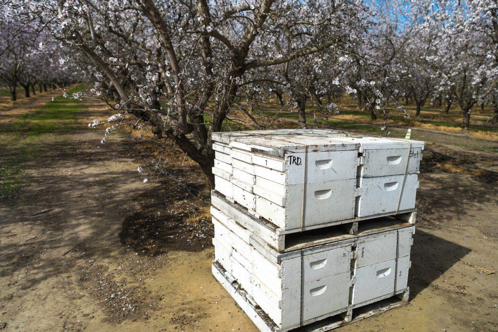 Bee Hive Almond Orchard