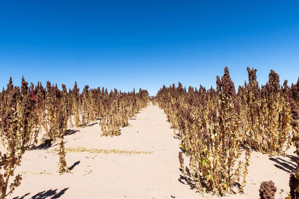 Quinoa Fields Bolivia