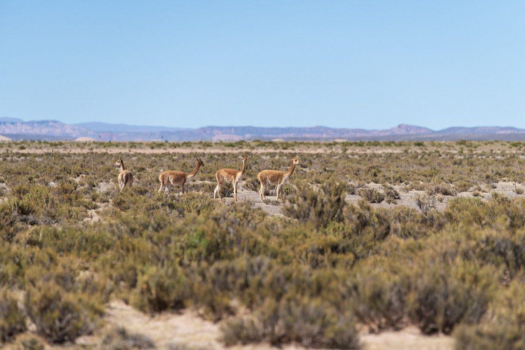 Quinoa Llamas Fertilizer