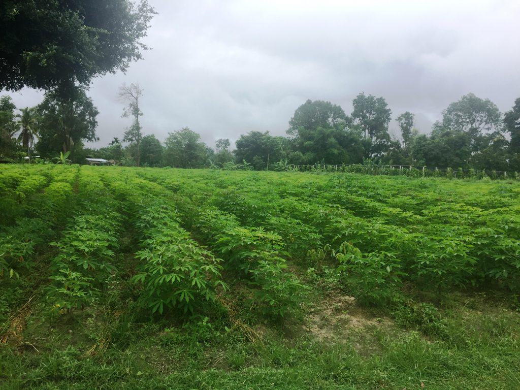 Tapioca Bushes
