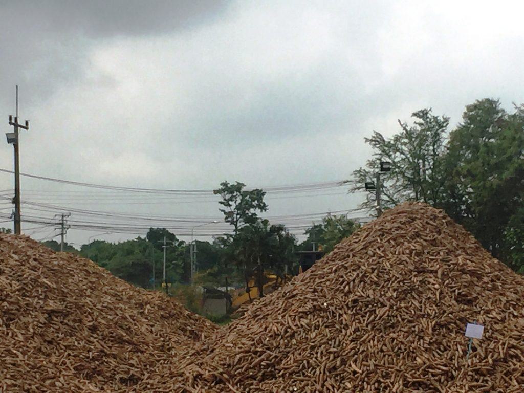 Cassava Roots