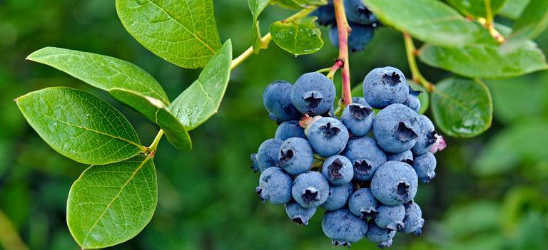 Foods of Spring | Bob's Red Mill Blog