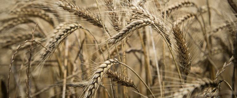 What Are Wheat Berries?