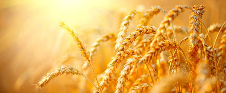 Wheat Berry Nutrition Facts