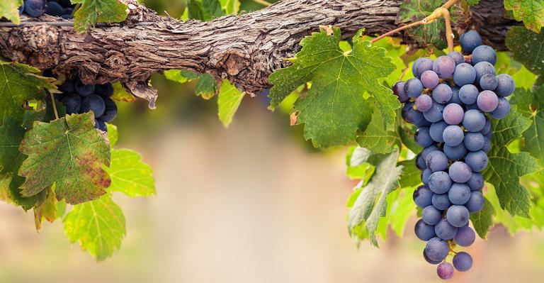 Difference Between Organic & Non-Organic | Bob's Red Mill Blog