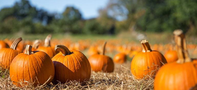 A Beginner's Guide to Cooking Squash | Bob's Red Mill Blog