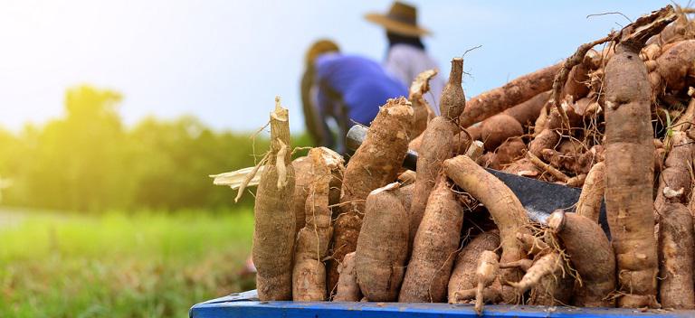 Harvest of cassava on a farm