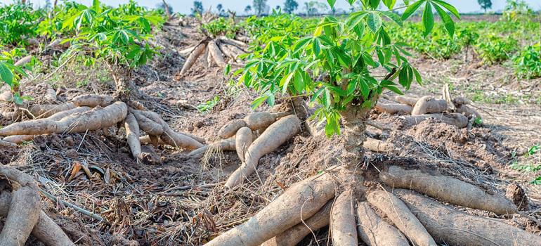 Pile of fresh cassava harvested in farmland