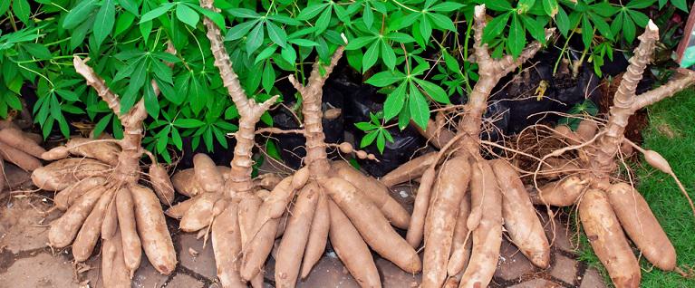 What Is Cassava Flour Made Of?